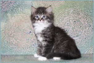 Male Siberian Kitten from Deedlebug Siberian